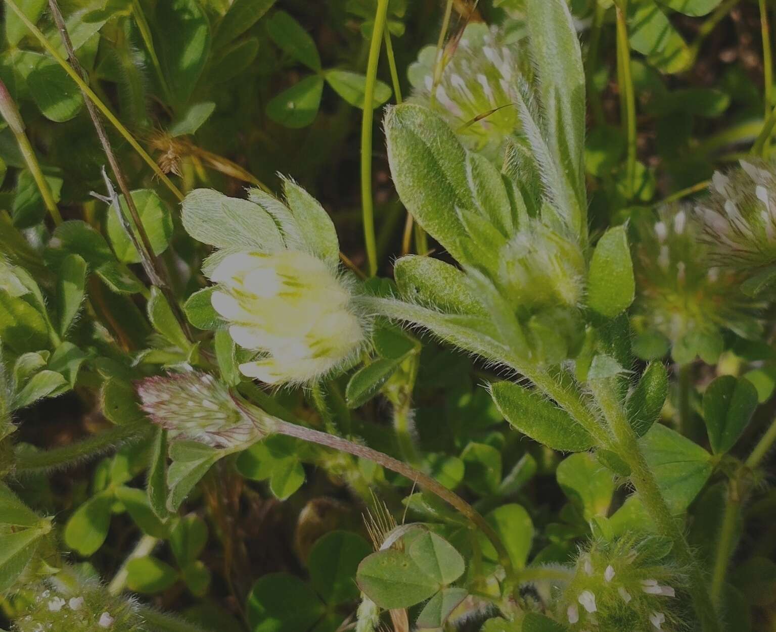 Plancia ëd Anthyllis cornicina L.