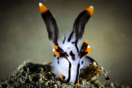 Image of Orange tip black line grey slug