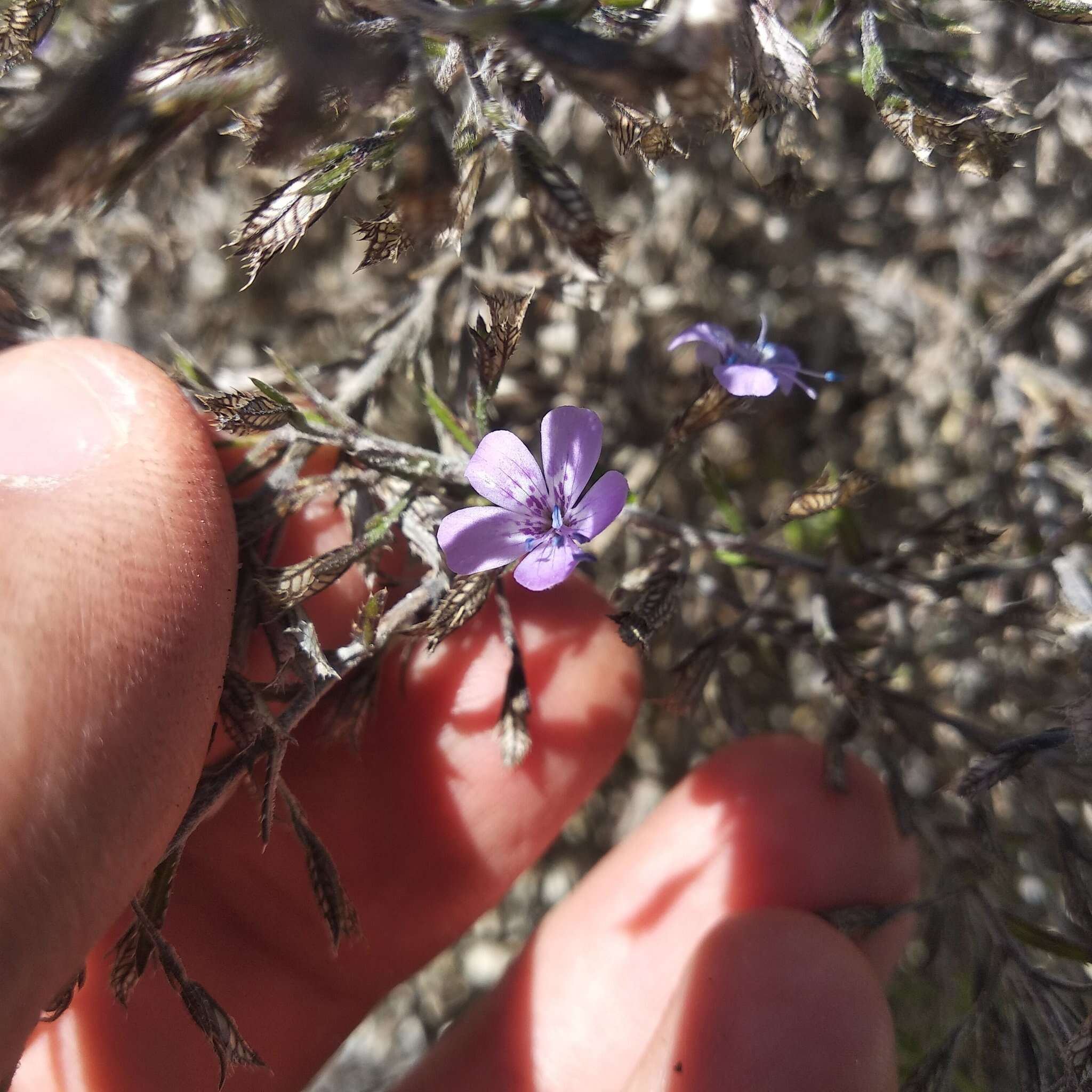 Image of Loeselia coerulea (Cav.) G. Don