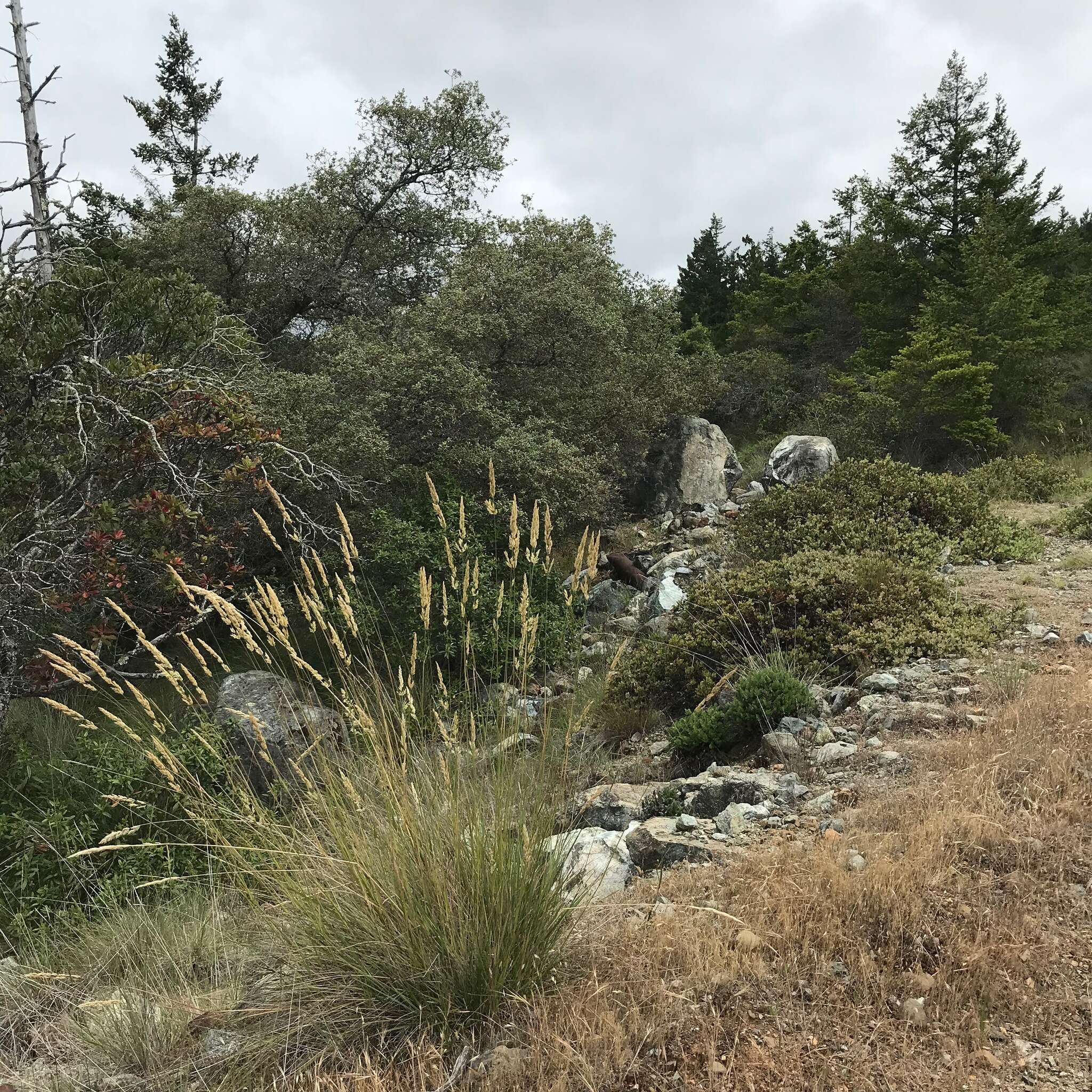 Image of serpentine reedgrass