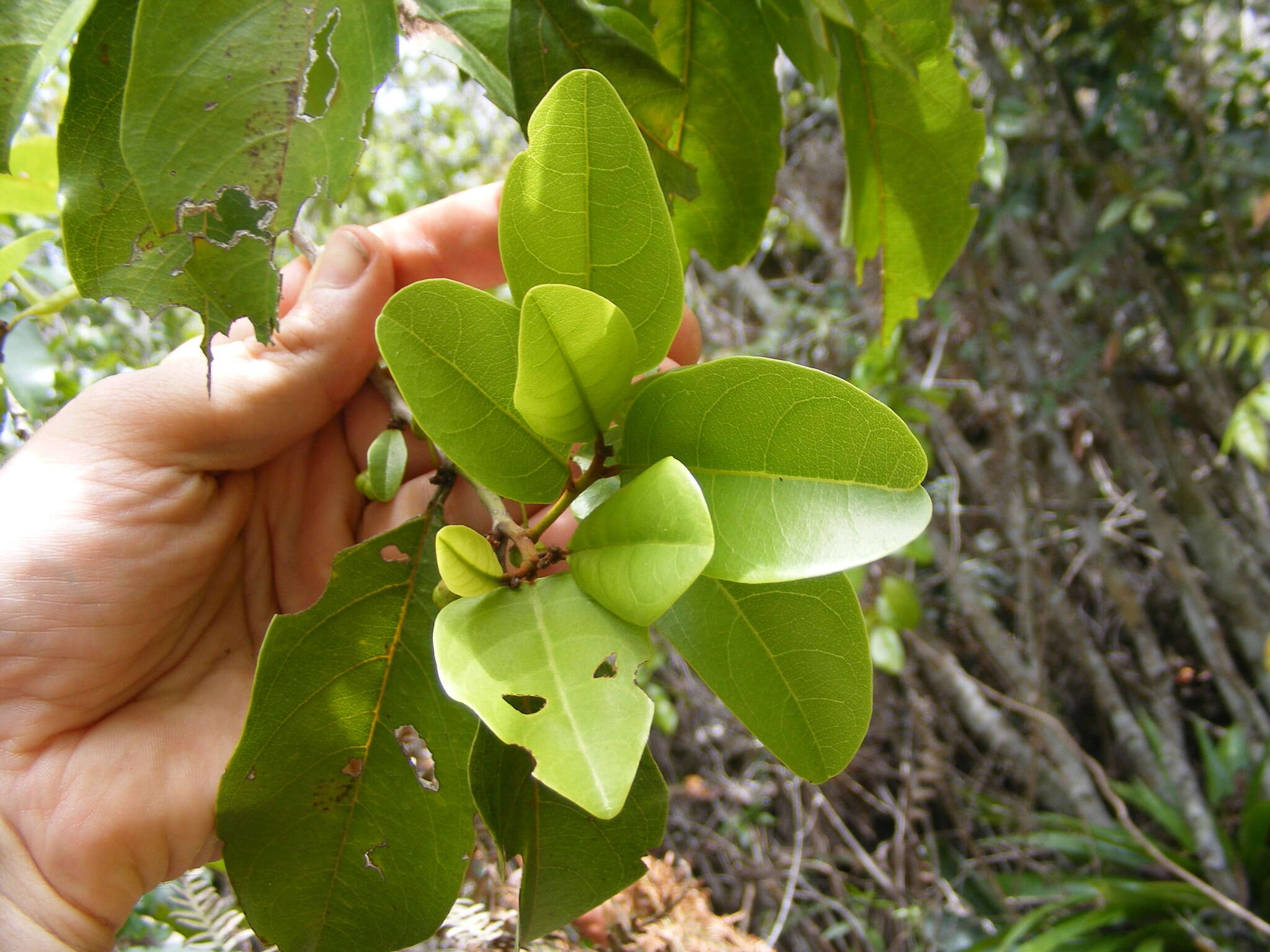 Image of Colubrina obscura (Schrank) M. C & Johnston