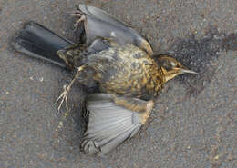 Turdus merula azorensis Hartert 1905 resmi