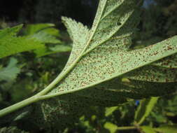 Plancia ëd Puccinia angelicae (Schumach.) Fuckel 1870