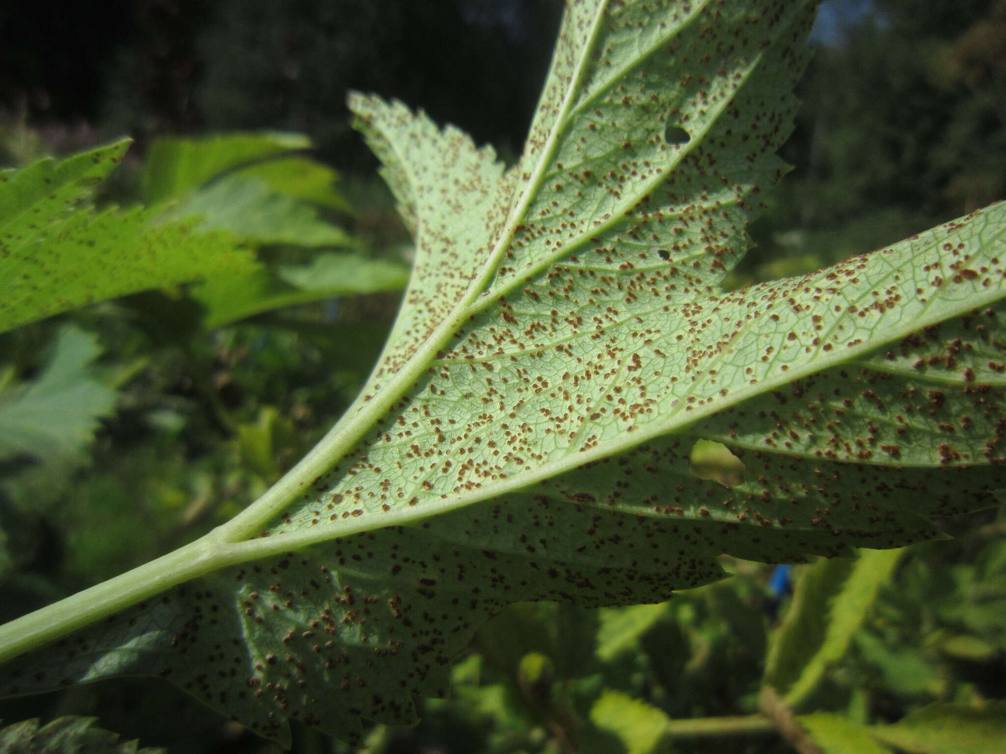 Image de Puccinia angelicae (Schumach.) Fuckel 1870