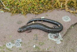 Слика од Plethodon virginia Highton 1999