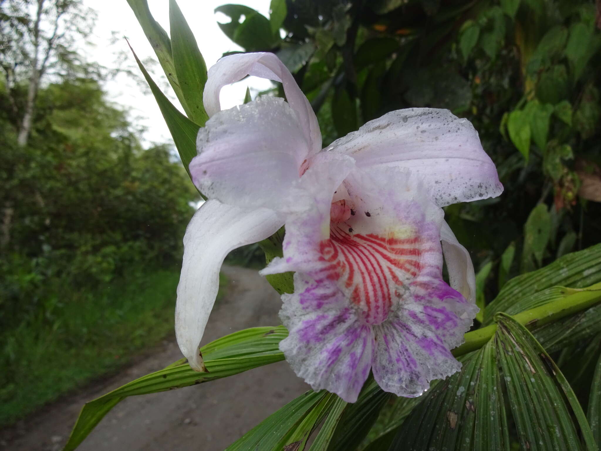 Image of Sobralia pulcherrima Garay