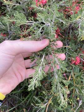 Image of Grevillea preissii subsp. glabrilimba P. M. Olde & N. R. Marriott