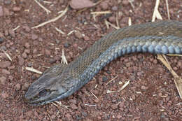 Image of Thamnophis eques obscurus Conant 2003