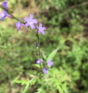 Image de Verbena gracilescens var. gracilescens