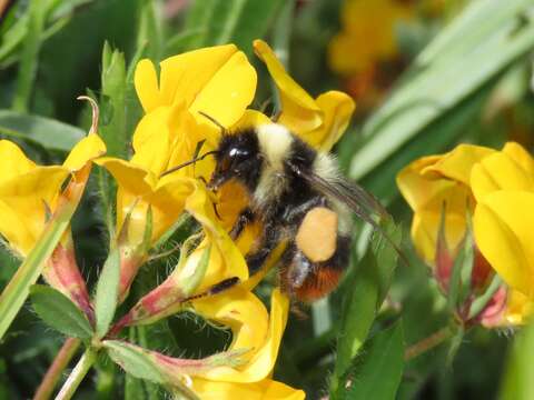 Image of Red tailed bumblebee