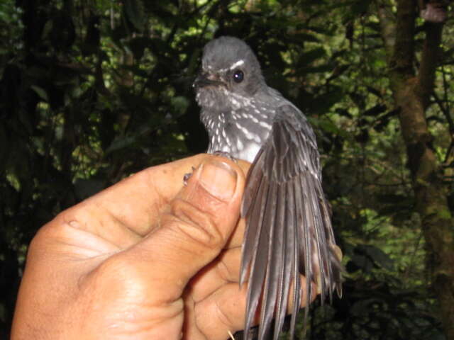 Image of Spotted Fantail