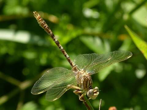 Sivun Onychogomphus costae Selys 1885 kuva