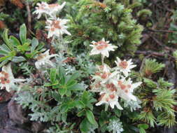 Image of Leontopodium microphyllum Hayata