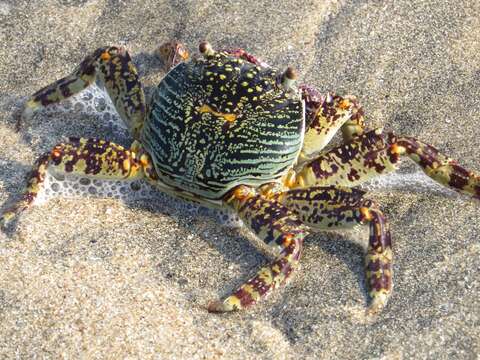 Image of Shore crab