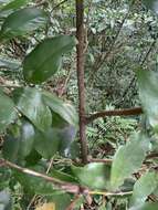 Image of <i>Syzygium kusukusuense</i>