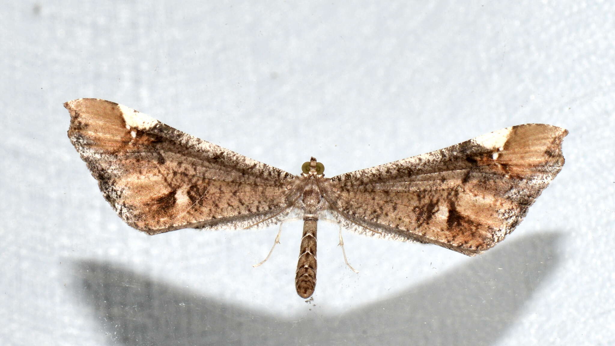 Image of Macrosoma cascaria Schaus 1901