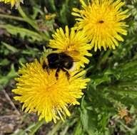 Image of Bombus soroeensis (Fabricius 1776)