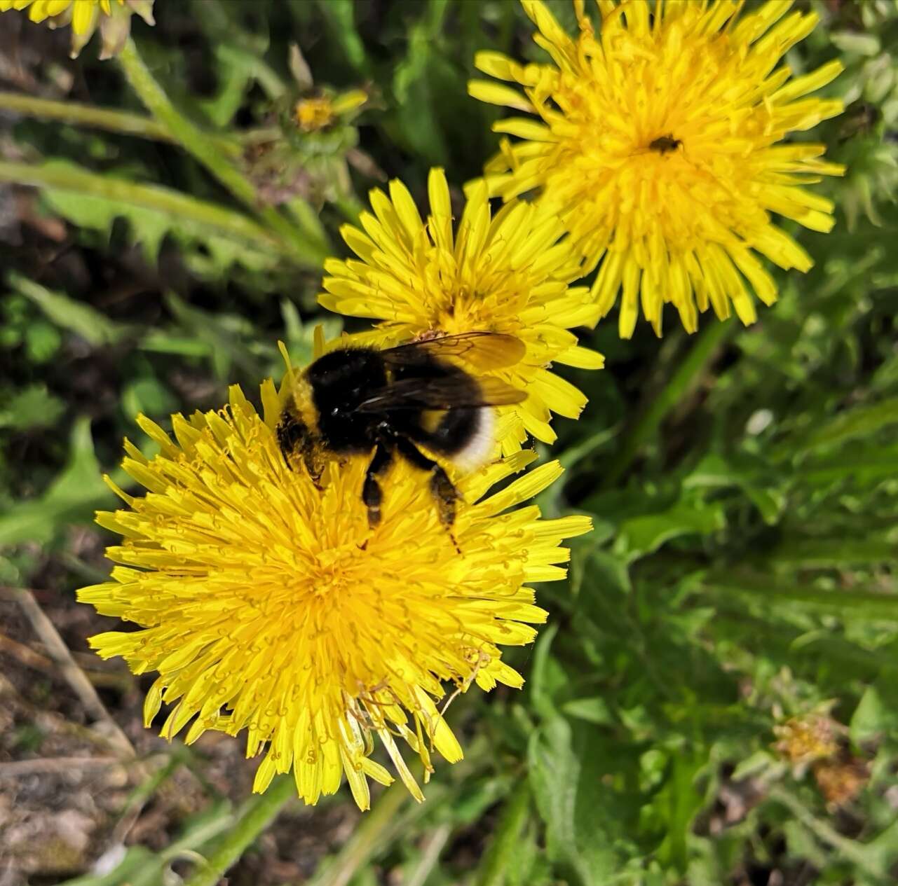 Image of Bombus soroeensis (Fabricius 1776)