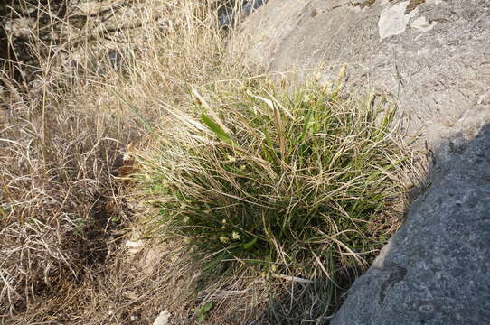 Image of Carex halleriana Asso