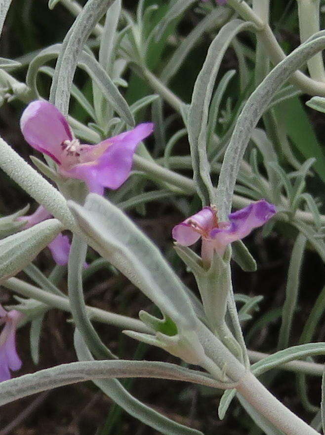 Слика од Stachys linearis Burch. ex Benth.