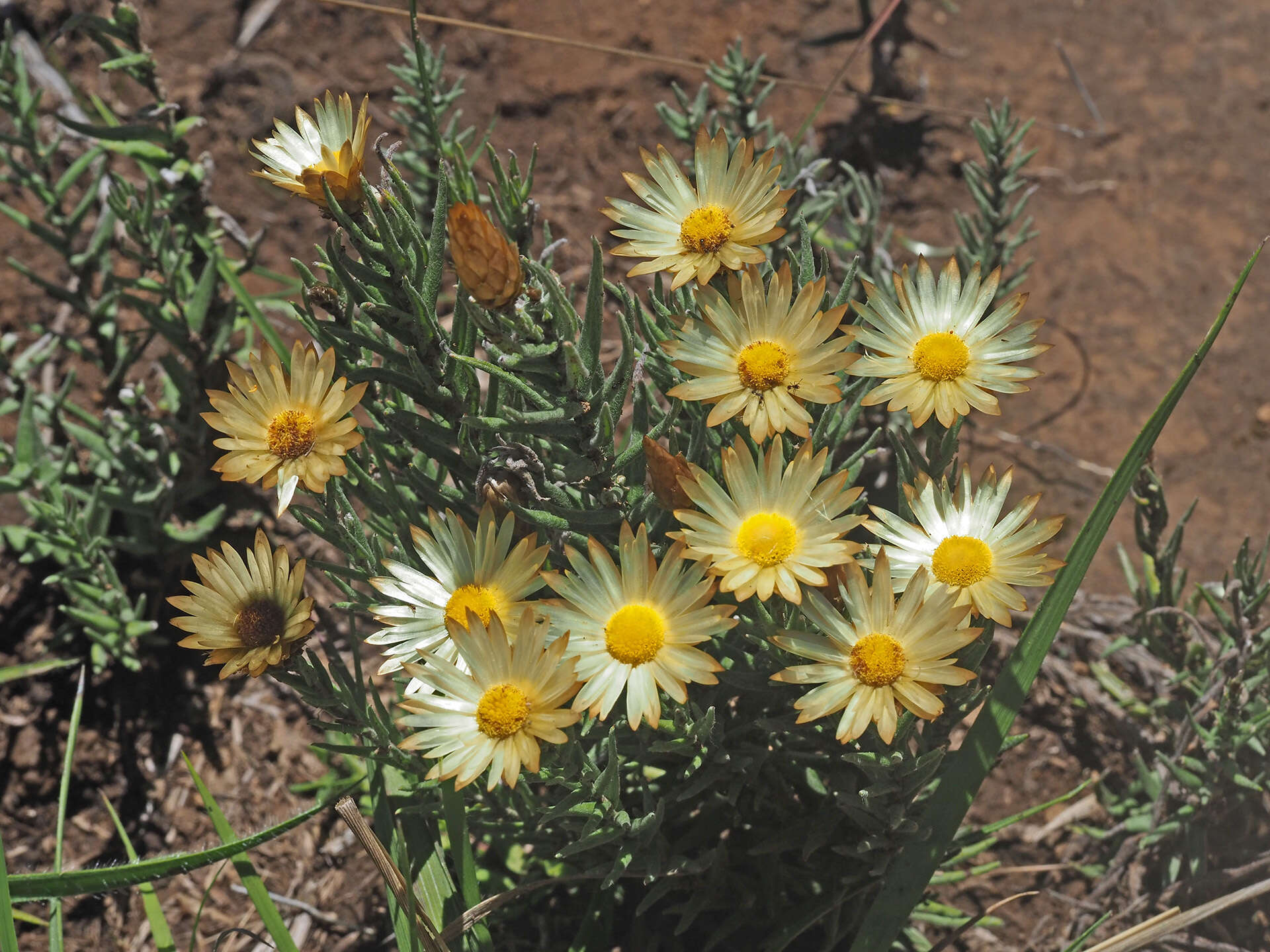 Слика од Helichrysum herbaceum (Andr.) Sw.