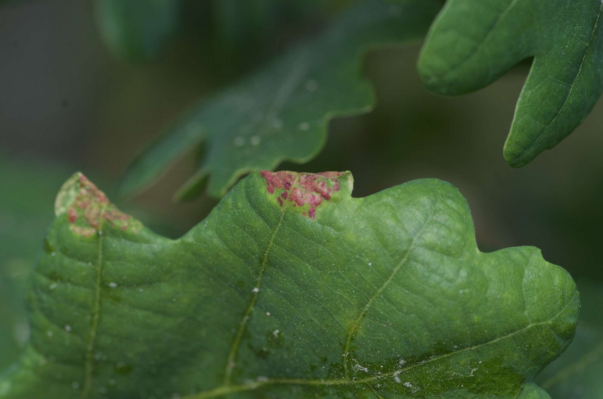 Image of <i>Macrodiplosis pustularis</i>