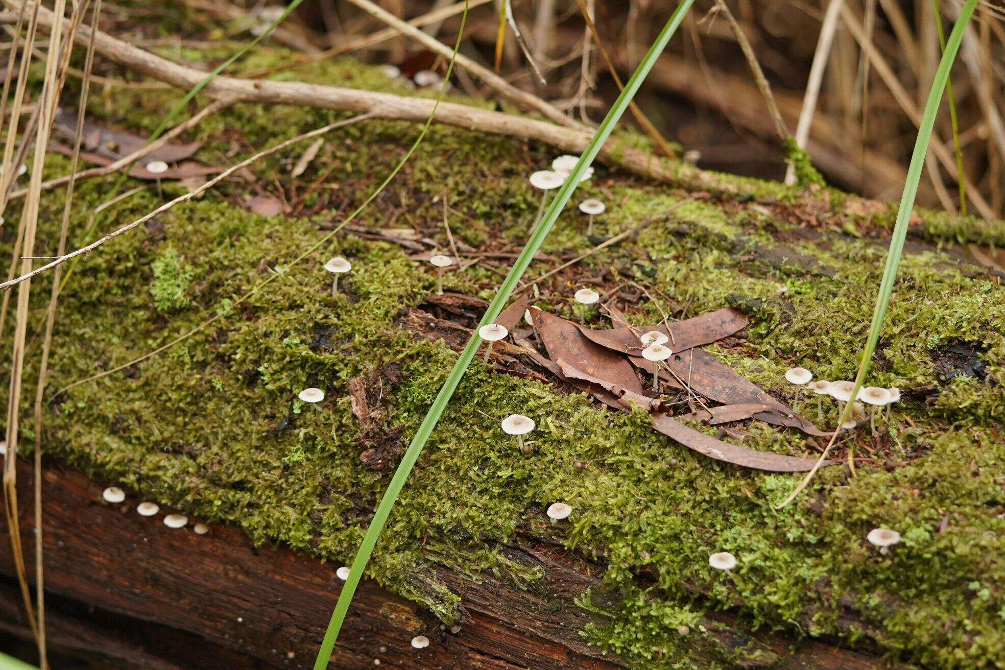 صورة Mycena fumosa Grgur. 2003