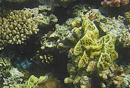 Image of Fire coral