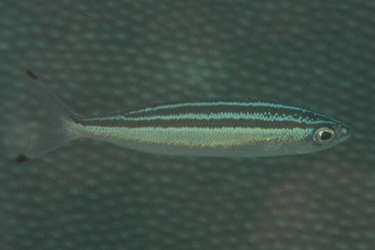 Image of Striped fusilier