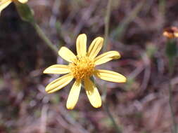 Image of Senecio hastatus L.