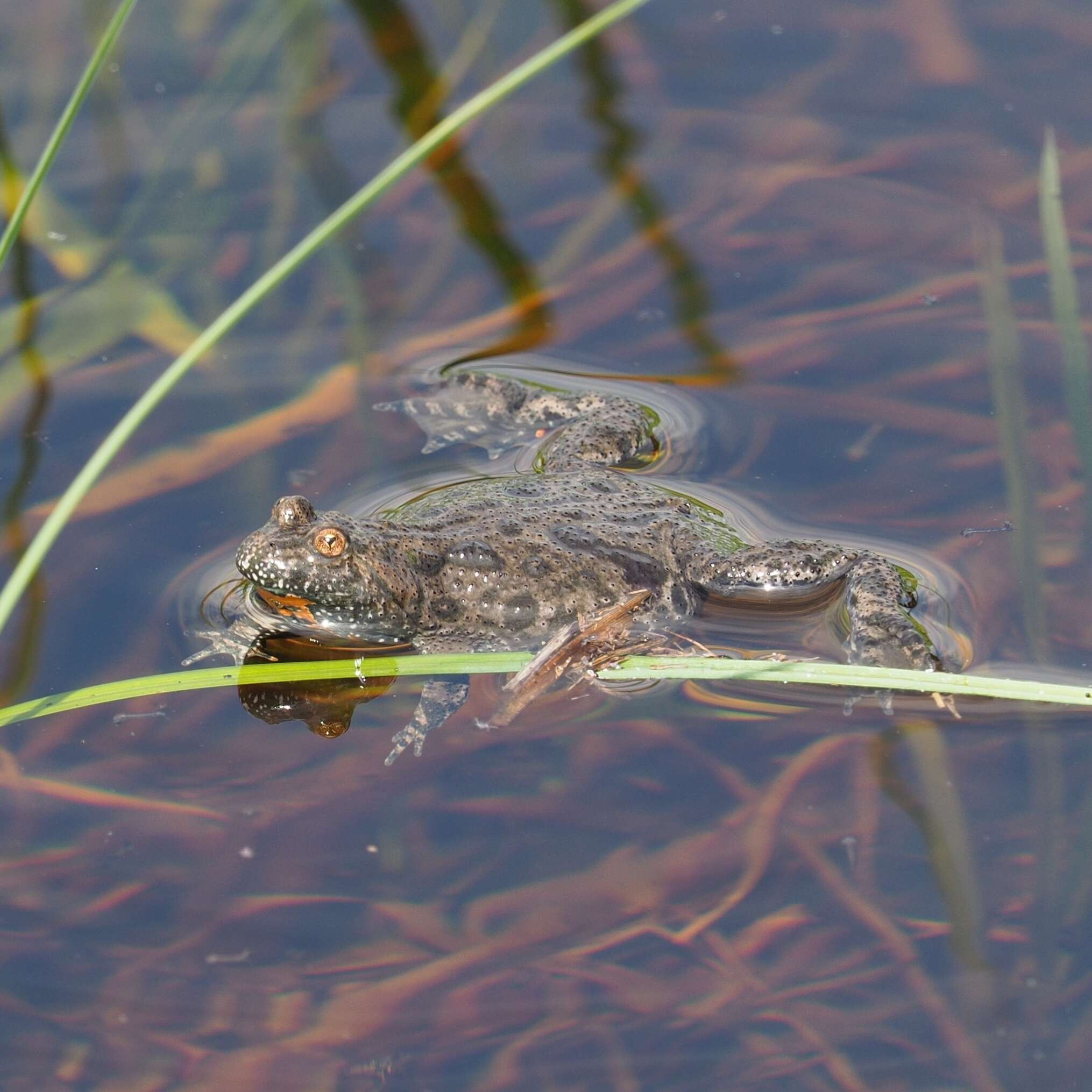 Image of Fire-bellied Toad