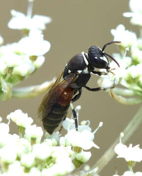 Image of Bee