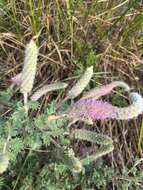 Image of silky prairie clover