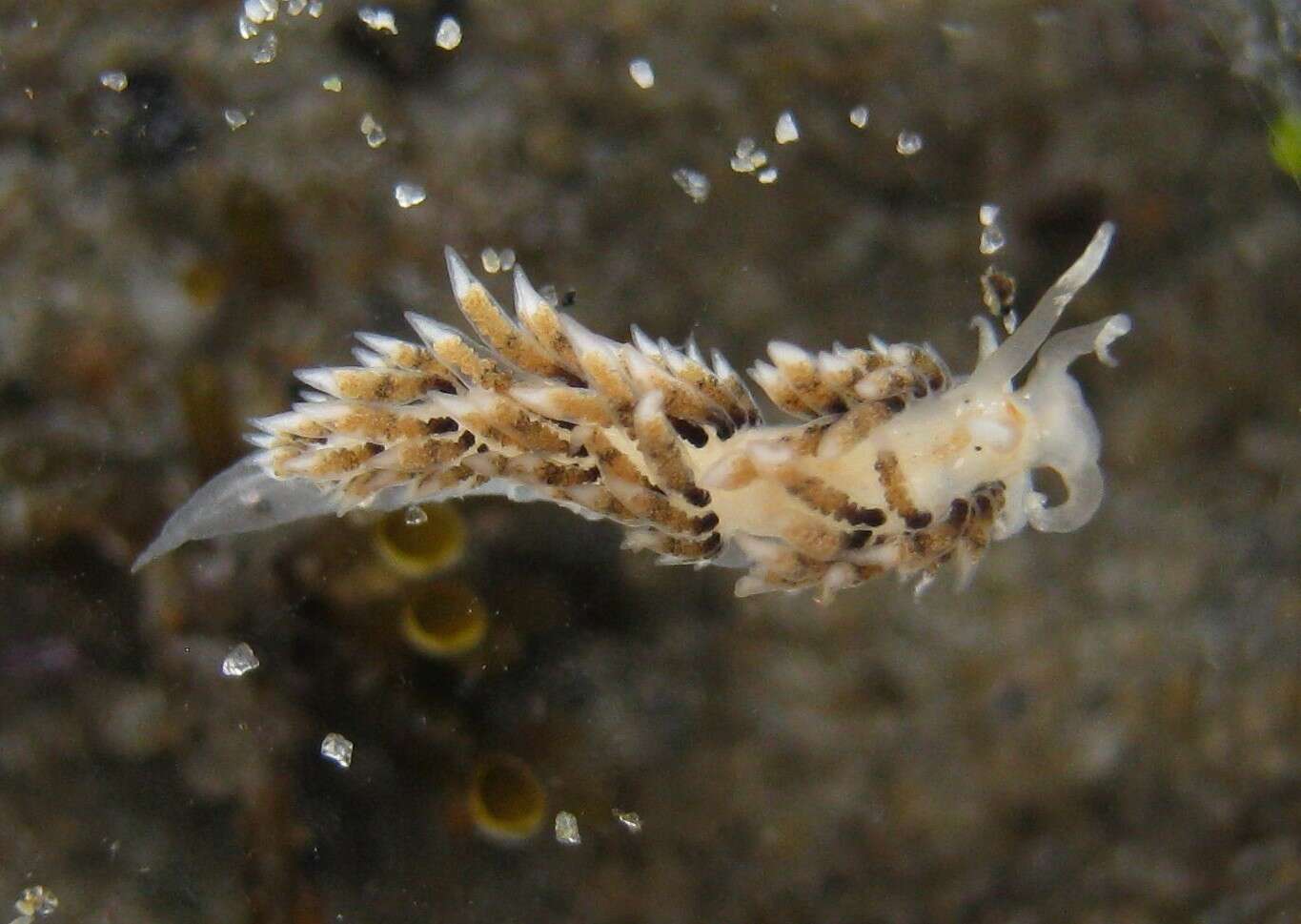 Image of Emarcusia morroensis Roller 1972