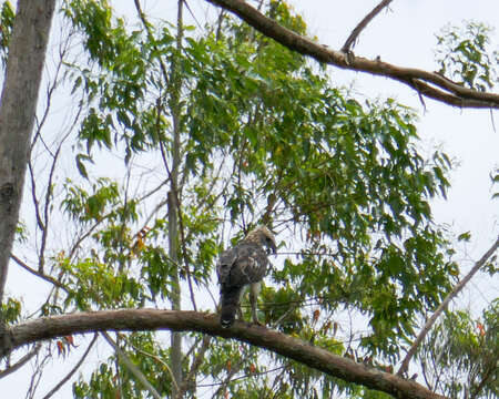 Nisaetus cirrhatus (Gmelin & JF 1788) resmi