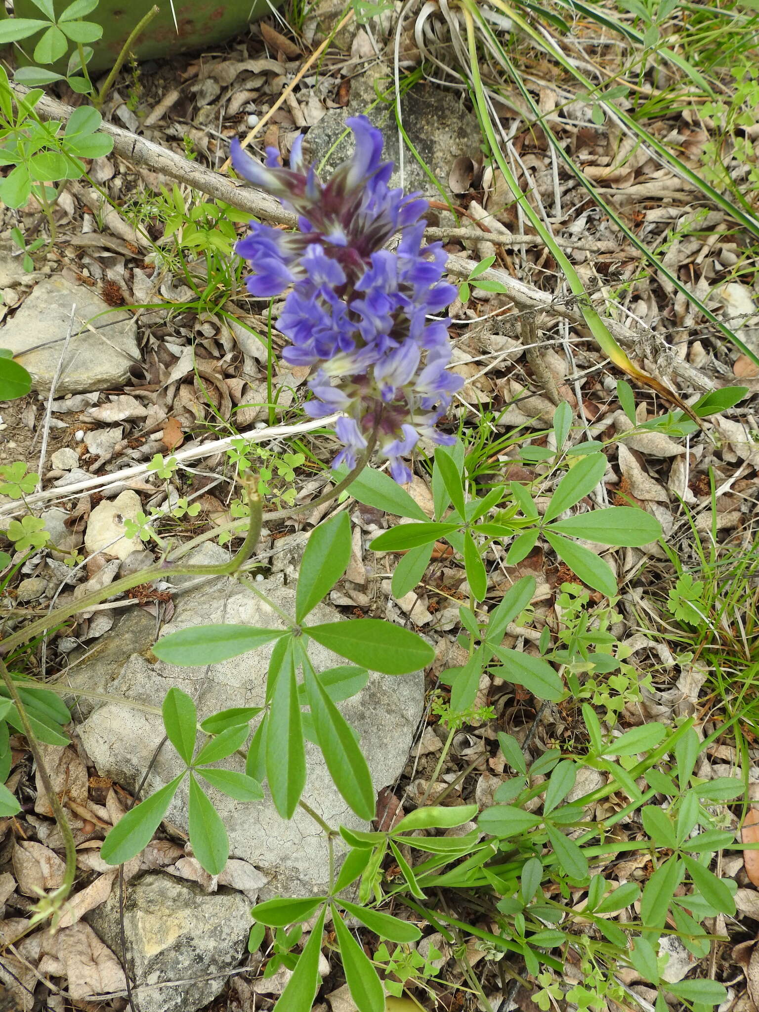 Image of largebract Indian breadroot