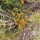 صورة Pultenaea fasciculata Benth.