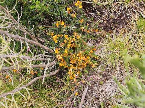 صورة Pultenaea fasciculata Benth.