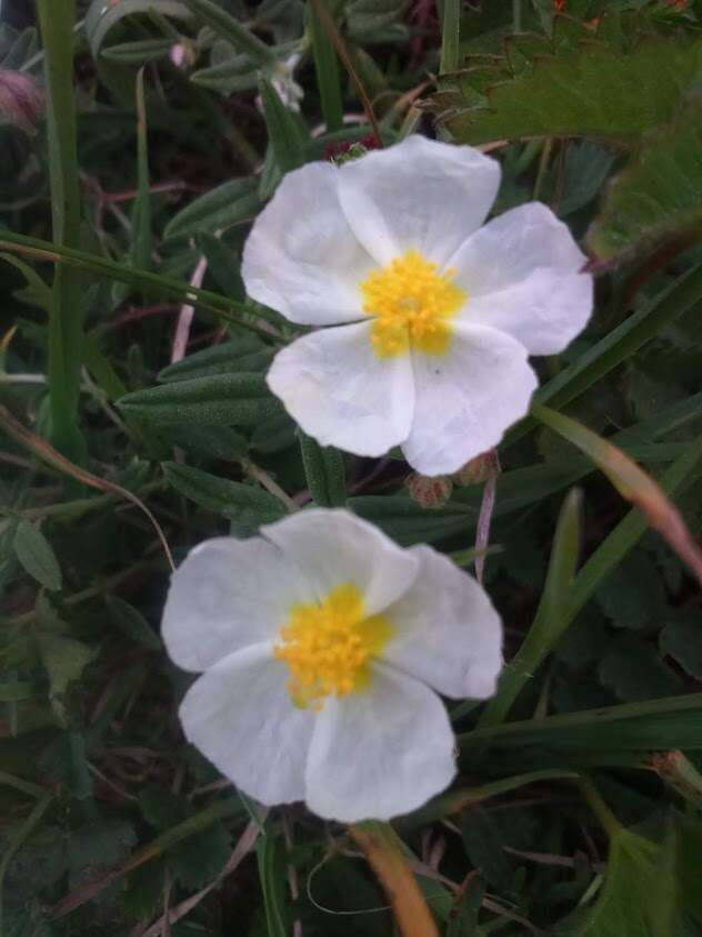 Image of White Rock-rose