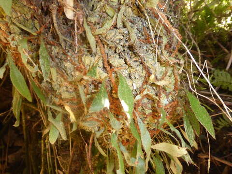 Image of Adetogramma chrysolepis (Hook.) T. E. Almeida