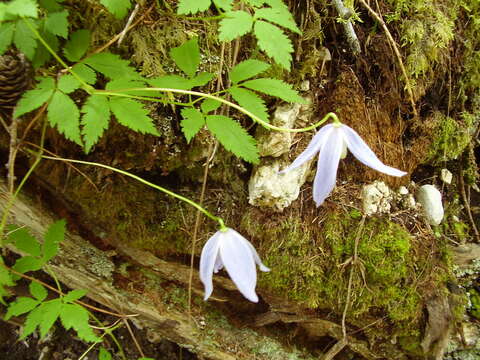 Imagem de Clematis alpina (L.) Miller