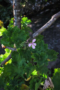 Image of horseshoe geranium