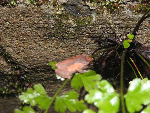 Image of Koadaikanal Bush Frog