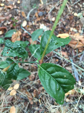 Image of Common spindle tree