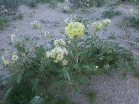 Imagem de Chylismia claviformis subsp. peirsonii (Munz) W. L. Wagner & Hoch