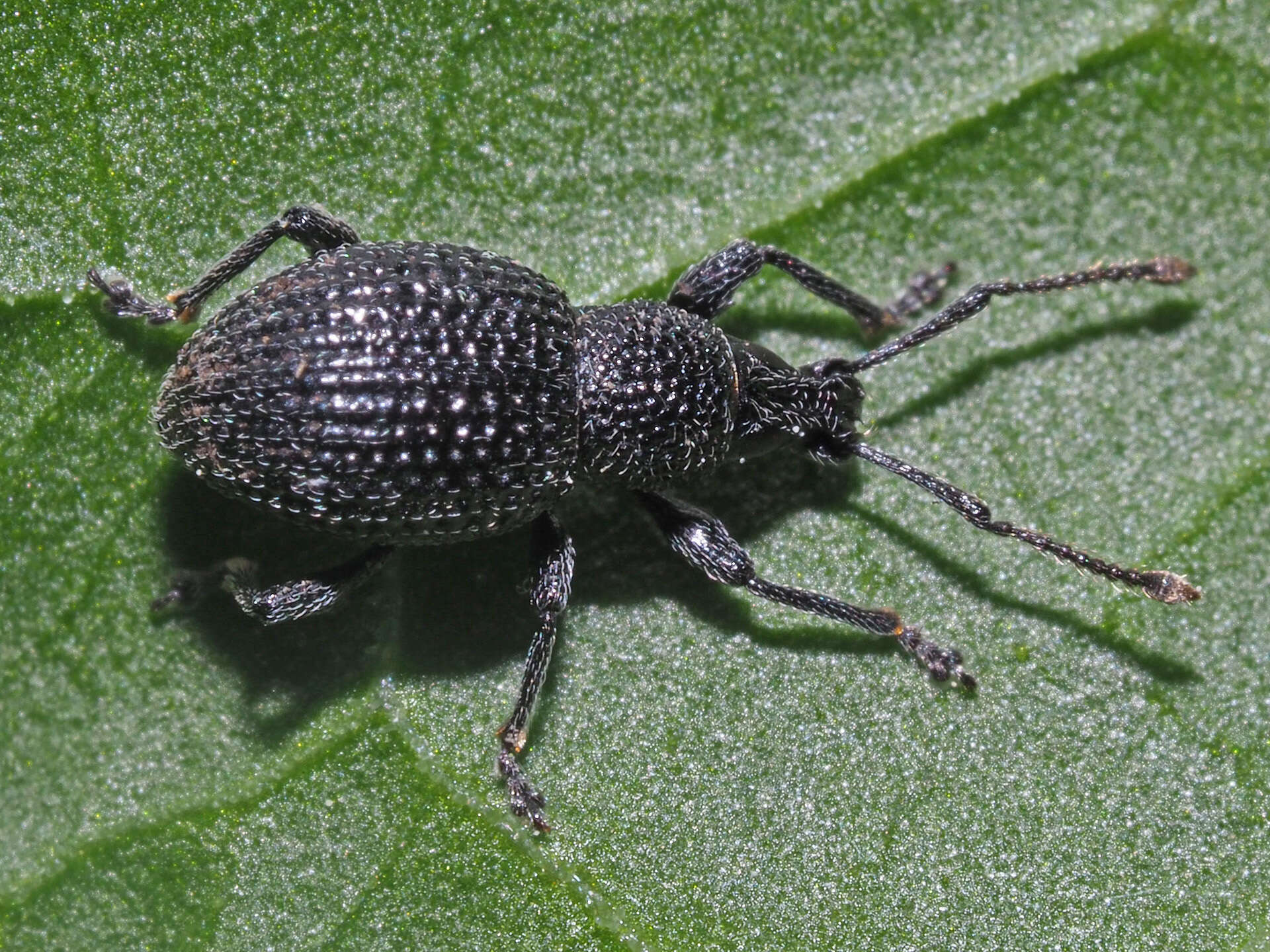 Imagem de Otiorhynchus (Padilehus) pinastri (Herbst 1795)