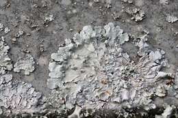 Image of canoparmelia lichen