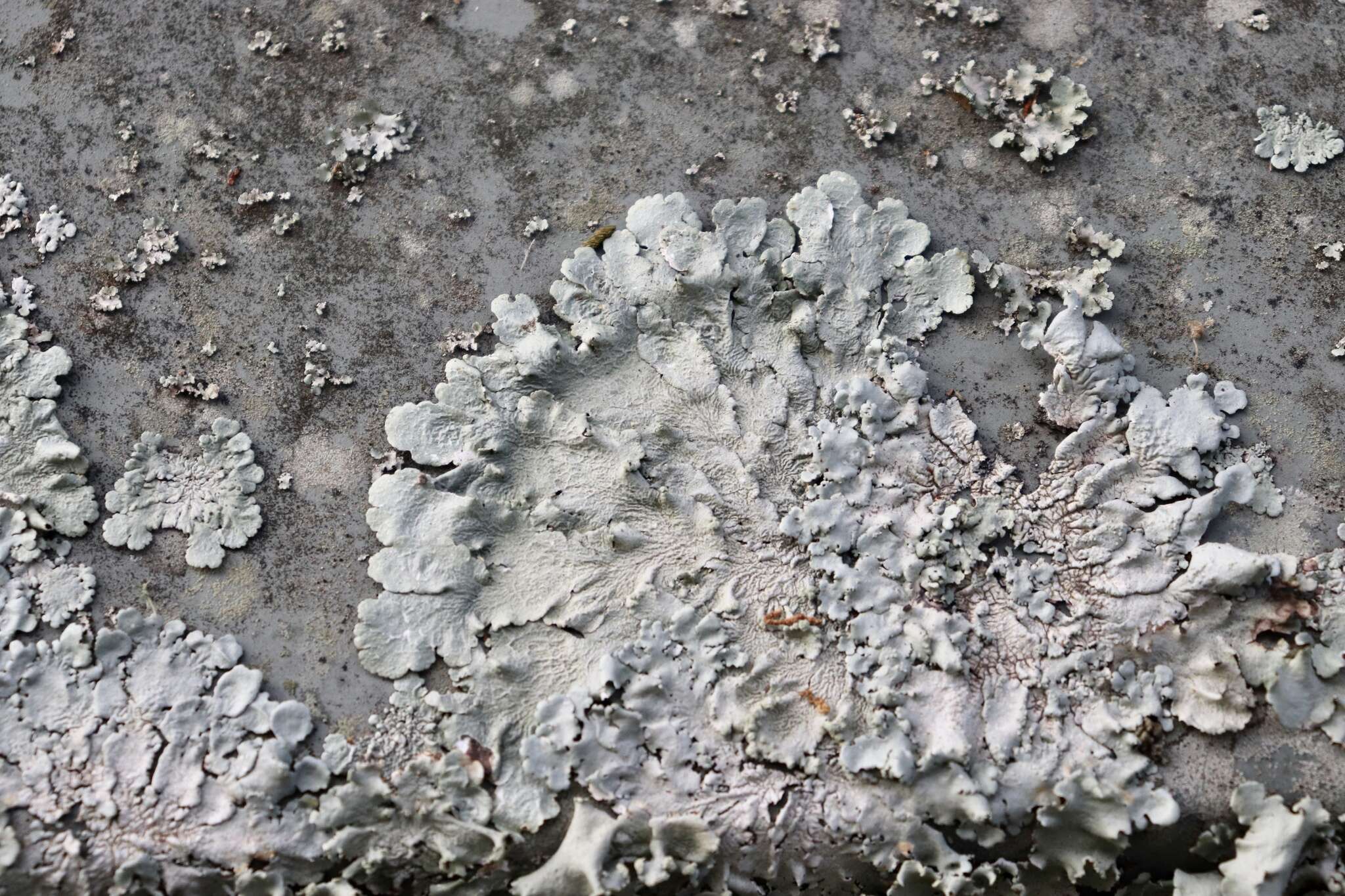 Image of canoparmelia lichen