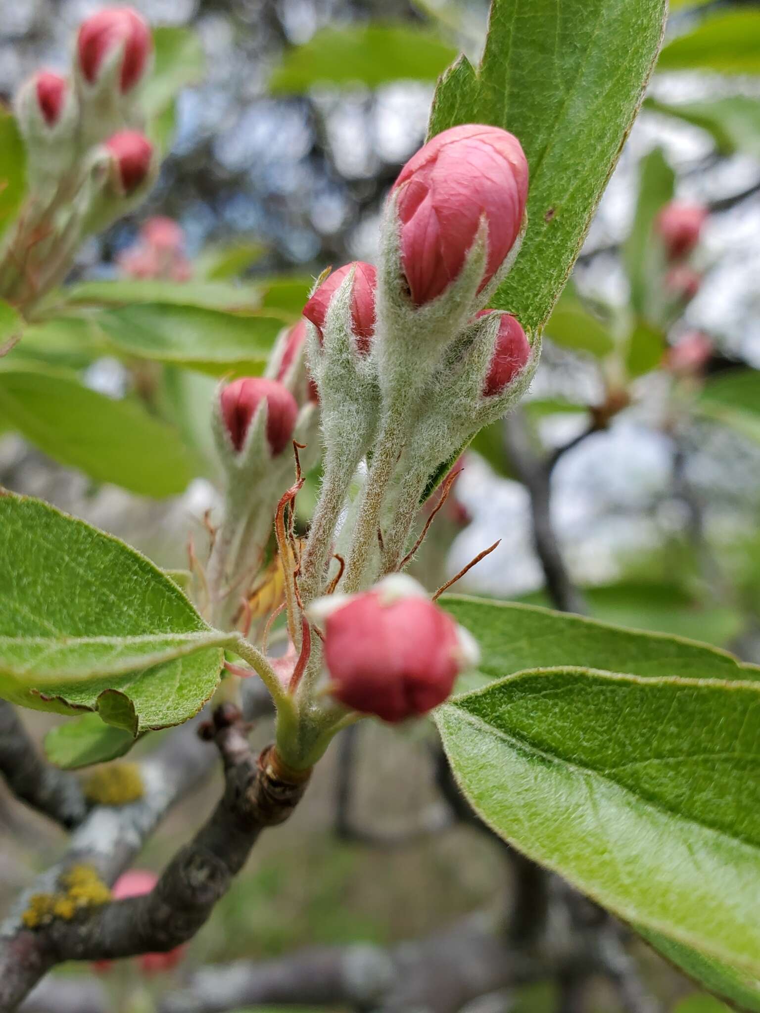 Image of prairie crab apple