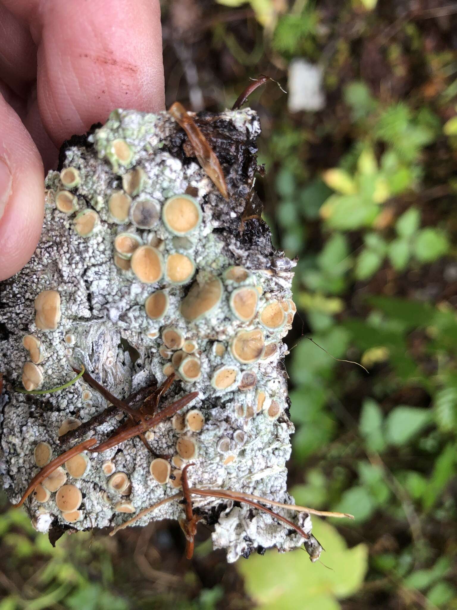 Image of Oregon crabseye lichen